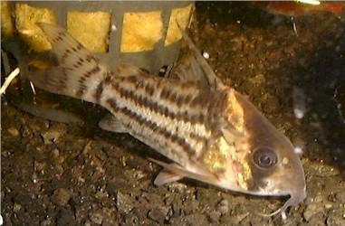 Corydoras (Hoplisoma) schwartzi, Vis, Zoetwatervis