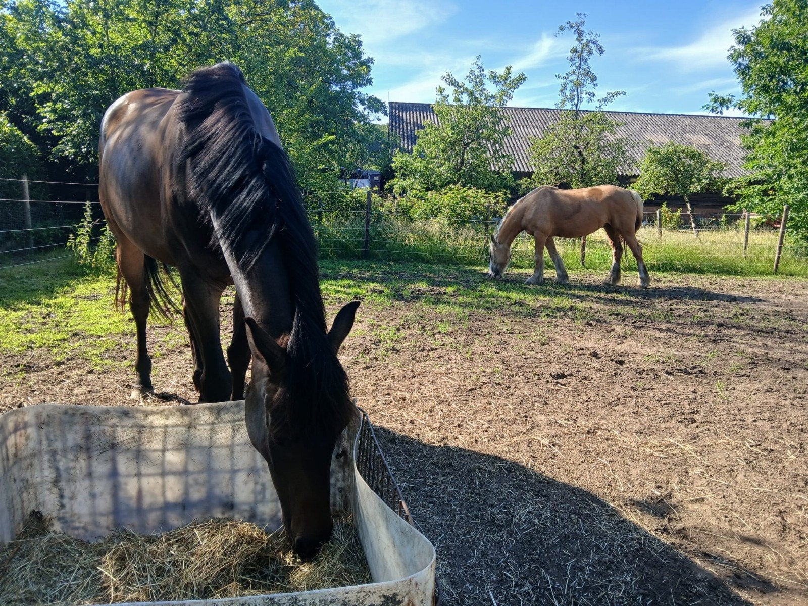 Plek vrij voor merrie + recreatieve ruiter, Stalling, 1 paard of pony