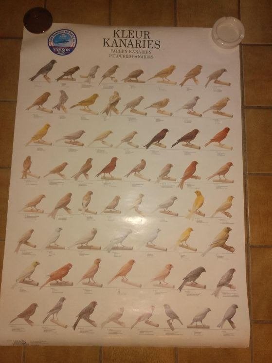 Grote poster met allemaal verschillende kleurkanaries, Rechthoekig Staand, Ophalen of Verzenden, Zo goed als nieuw, A1 t/m A3