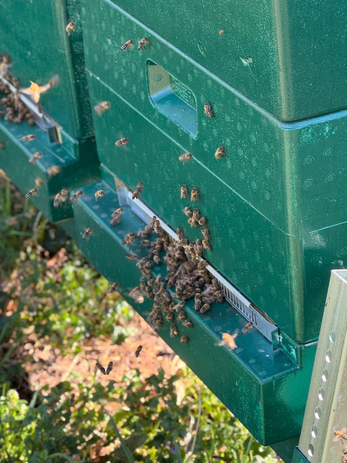 Bijenvolk, Dieren en Toebehoren, Bijen
