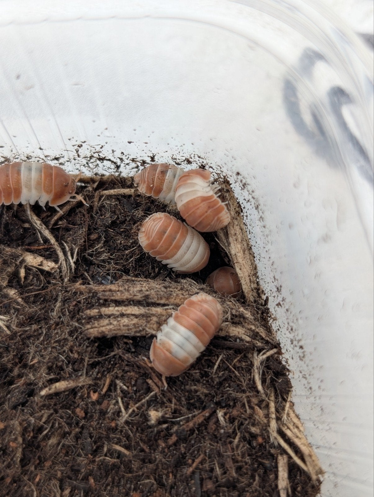 Cubaris sp. "Panda King", Dieren en Toebehoren, 0 tot 2 jaar