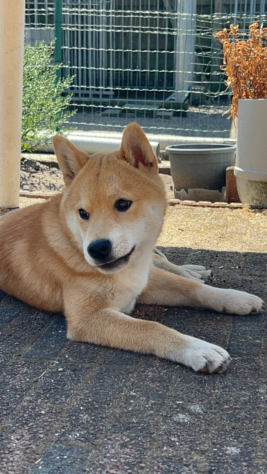 Shiba inu (België), Dieren en Toebehoren, België, Fokker | Hobbymatig, 15 weken tot 1 jaar, Reu
