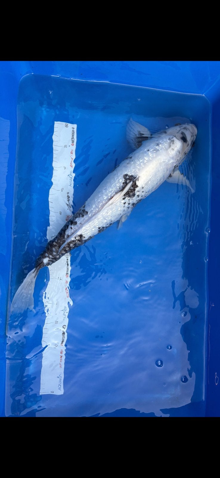 Ginrin kumonryu - kawakami - 55 cm - 4 jaar, Karper of Koi