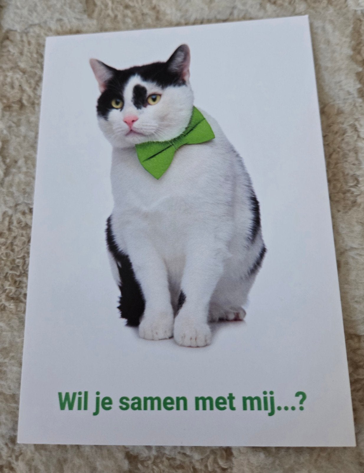 Ansichtkaart DOA - Kat met groene vlinderdas, Verzenden, 1980 tot heden, Ongelopen, Hond of Kat