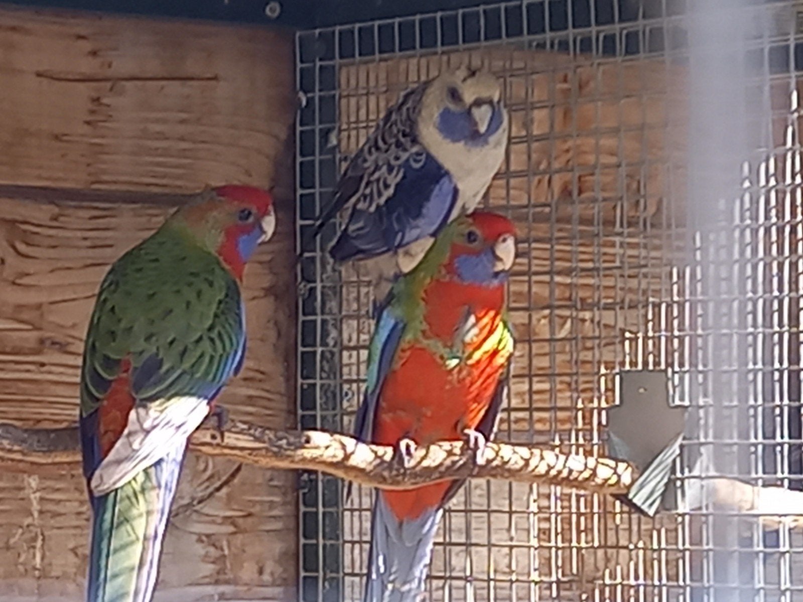 jonge pennanten  te koop, Dieren en Toebehoren, Geslacht onbekend, Parkiet