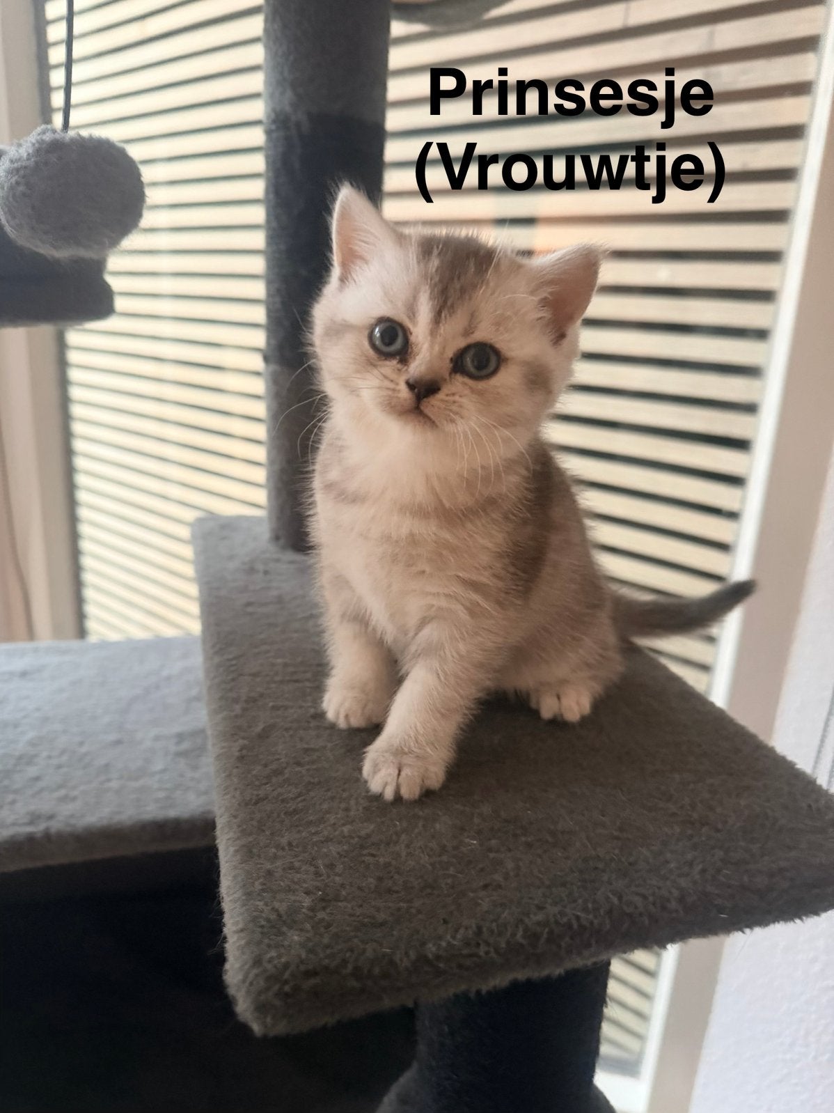 Prachtige Britse Korthaar Kittens, Dieren en Toebehoren, Meerdere dieren, Ontwormd