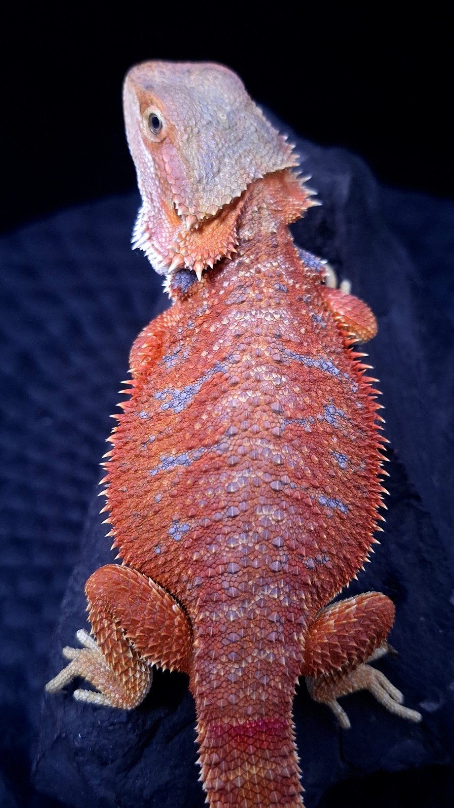 Baardagaam Vrouwen Red Hypo Blue Bar

Red Hypo
Re