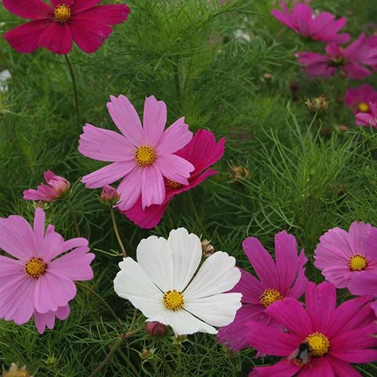 Vaste en eenjarige tuinplanten voor weinig, Tuin en Terras, Planten | Tuinplanten, Ophalen