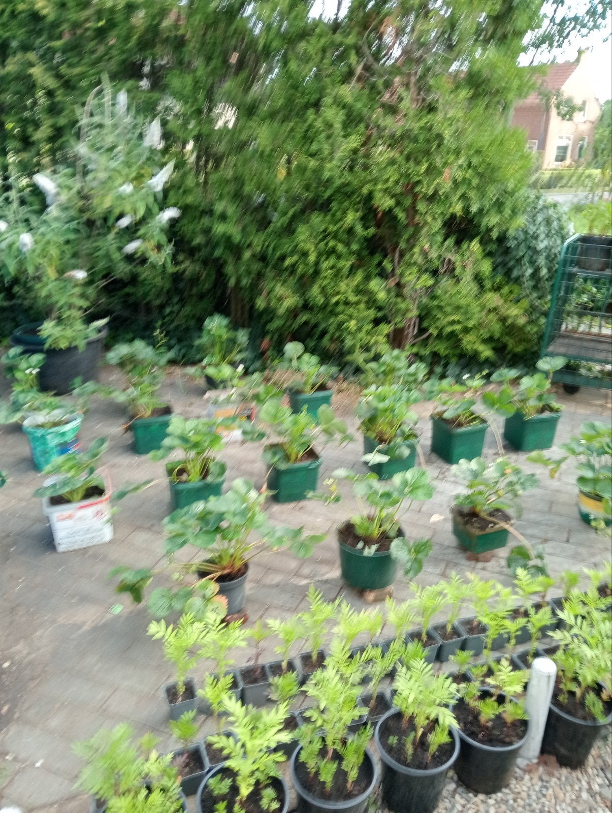 Aardbeiplanten, Ophalen, Overige soorten, Volle zon