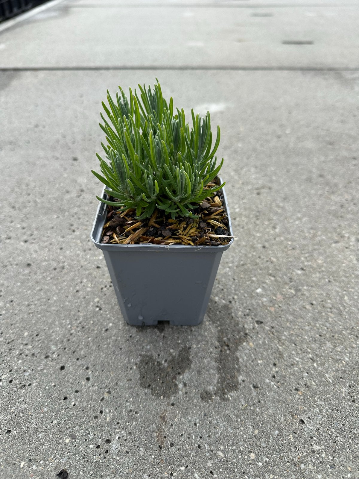 Lavendel Hidcote p9 - Compacte en geurige lavendelplant, Volle zon, Vaste plant, Ophalen of Verzenden, Kruiden