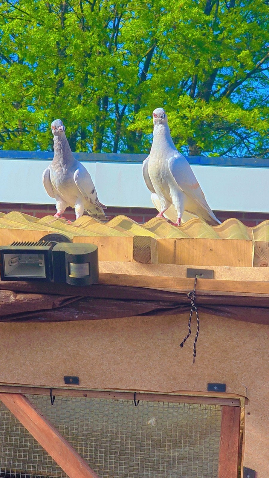 Duiven te koop, Meerdere dieren, Overige soorten