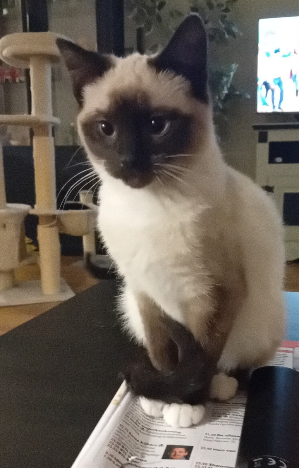 Prachtige kitten poes, Poes