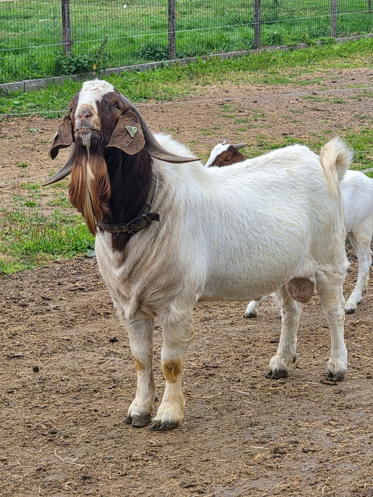 Bok ter ruiling aangeboden, Dieren en Toebehoren, Schapen, Geiten en Varkens, Mannelijk, Geit, 3 tot 5 jaar