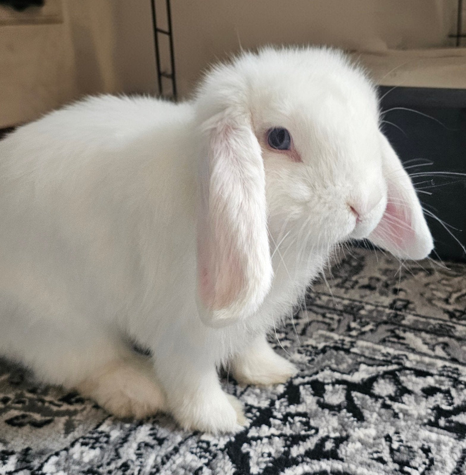 Konijn, Dieren en Toebehoren, Vrouwelijk, Dwerg, 0 tot 2 jaar