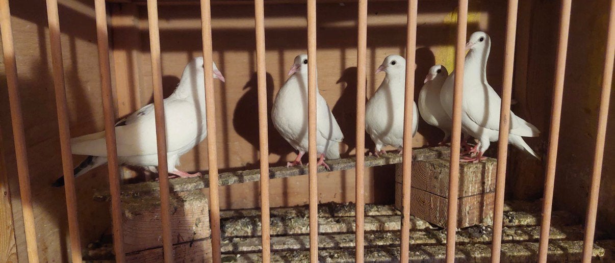 Witte postduiven, Dieren en Toebehoren, Vogels | Duiven, Meerdere dieren, Postduif