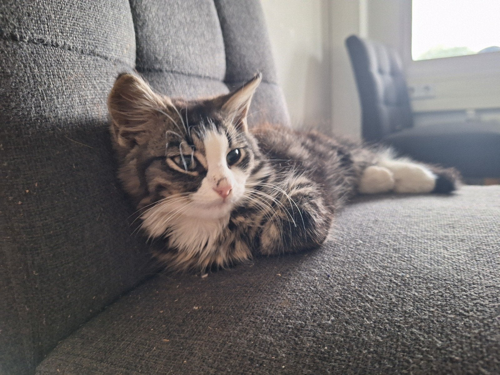 Kitten,  kater  te koop., Dieren en Toebehoren, Katten en Kittens | Overige Katten, Meerdere dieren, 0 tot 2 jaar