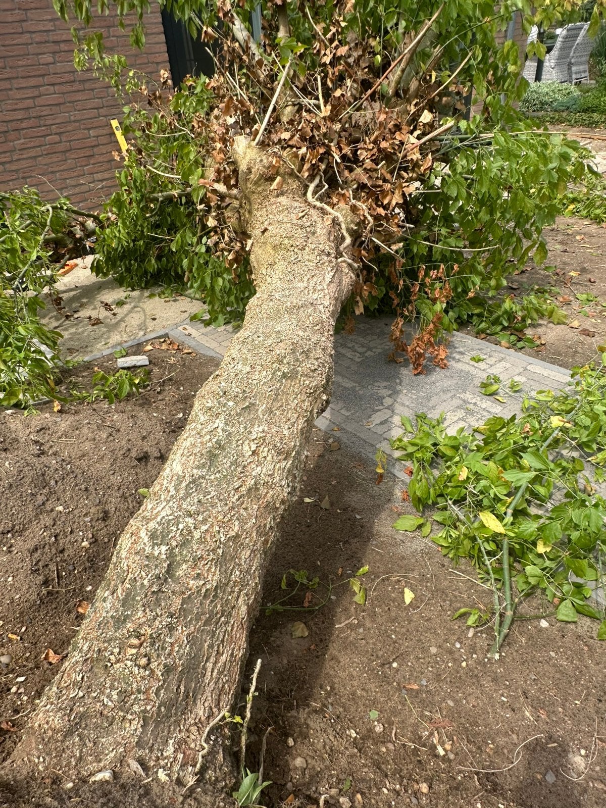 Haardhout hout gratis essenhout boomstam, Minder dan 3 m³, Ophalen