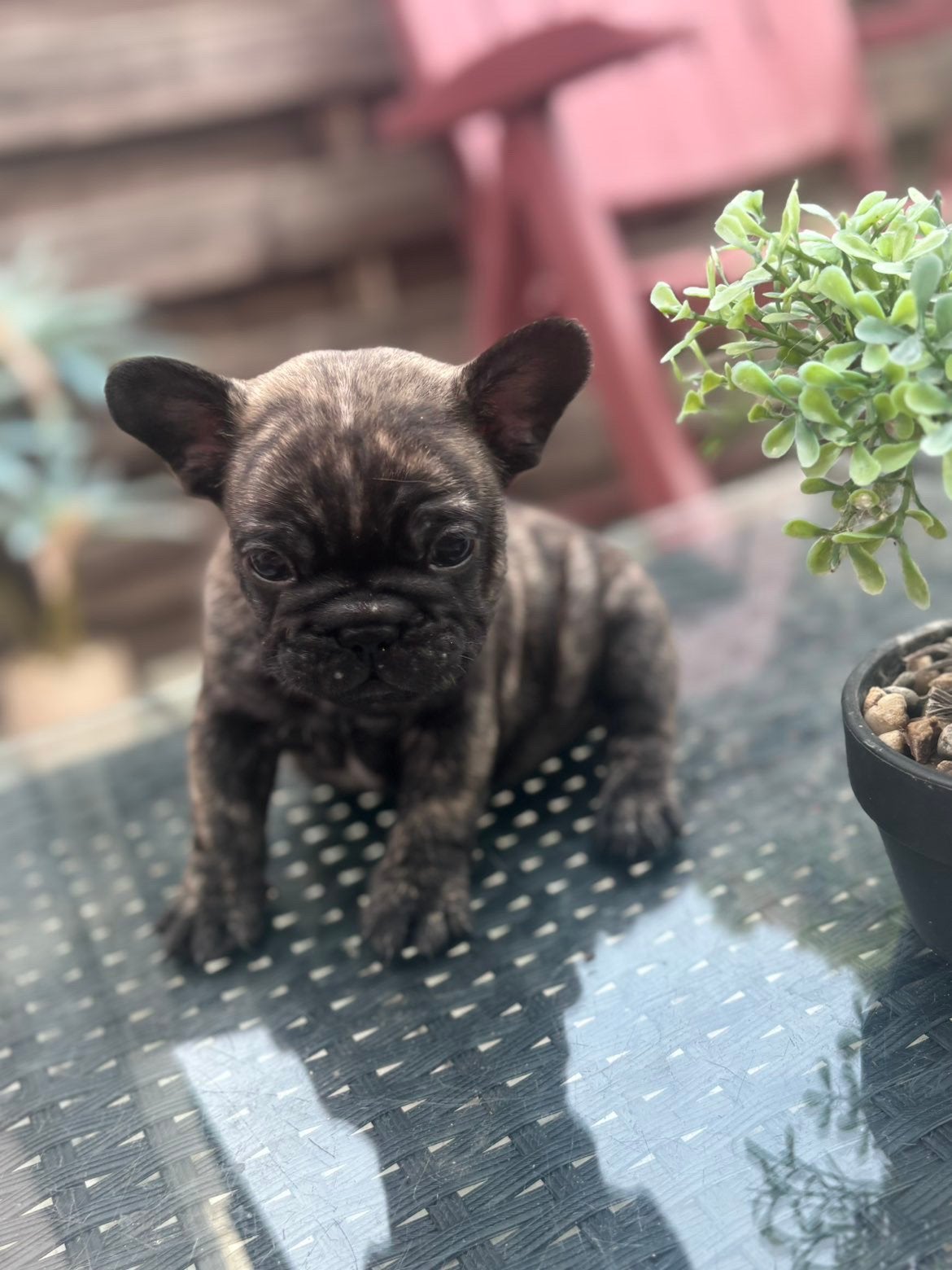 Franse bulldog puppy’s, Dieren en Toebehoren, Honden | Bulldogs, Pinschers en Molossers, België, Particulier, 8 tot 15 weken, Bulldog