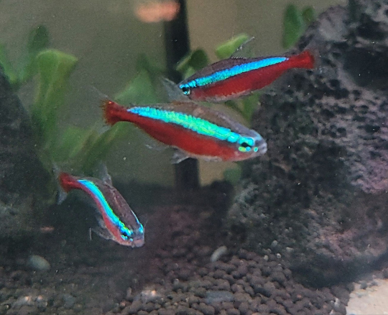 GRATIS visjes, Dieren en Toebehoren, Vissen | Aquariumvissen, Vis, Zoetwatervis, Schoolvis