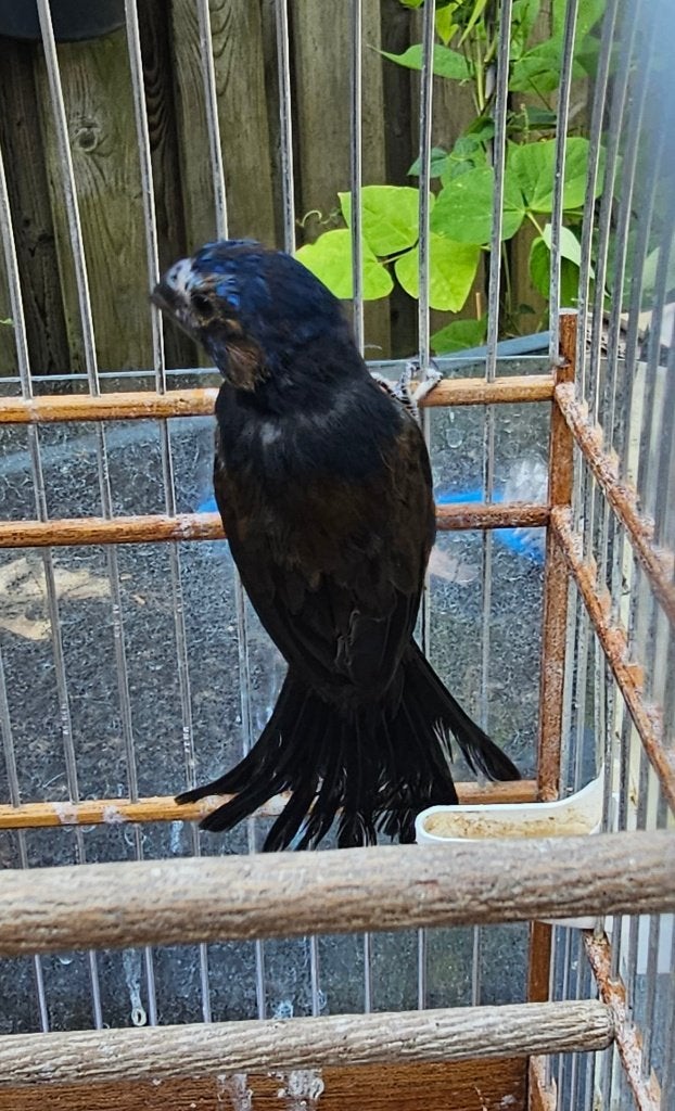 Braziliaanse blauwe bisschop, Dieren en Toebehoren, Mannelijk, Wildzangvogel, Geringd