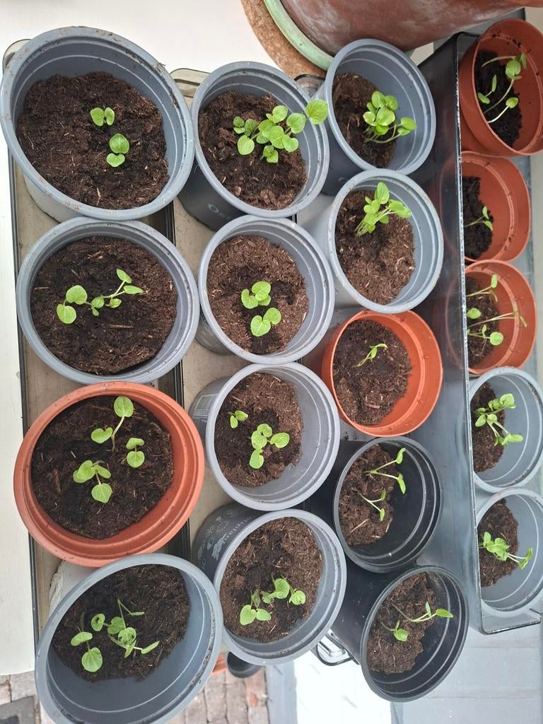 Stokroos plantjes, Ophalen, Eenjarig, Groenteplanten, Volle zon