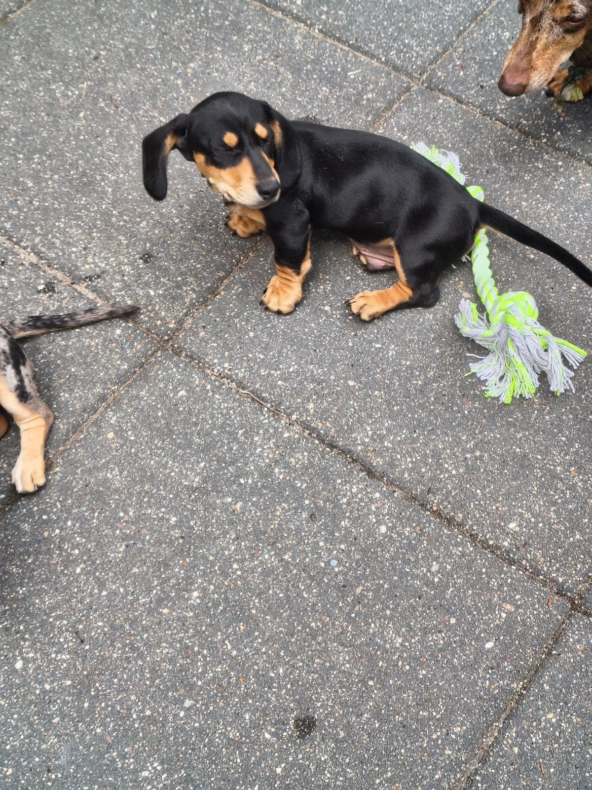 Kort harige teckel puppy reutje, Reu, 8 tot 15 weken, Korthaar, Dwerg