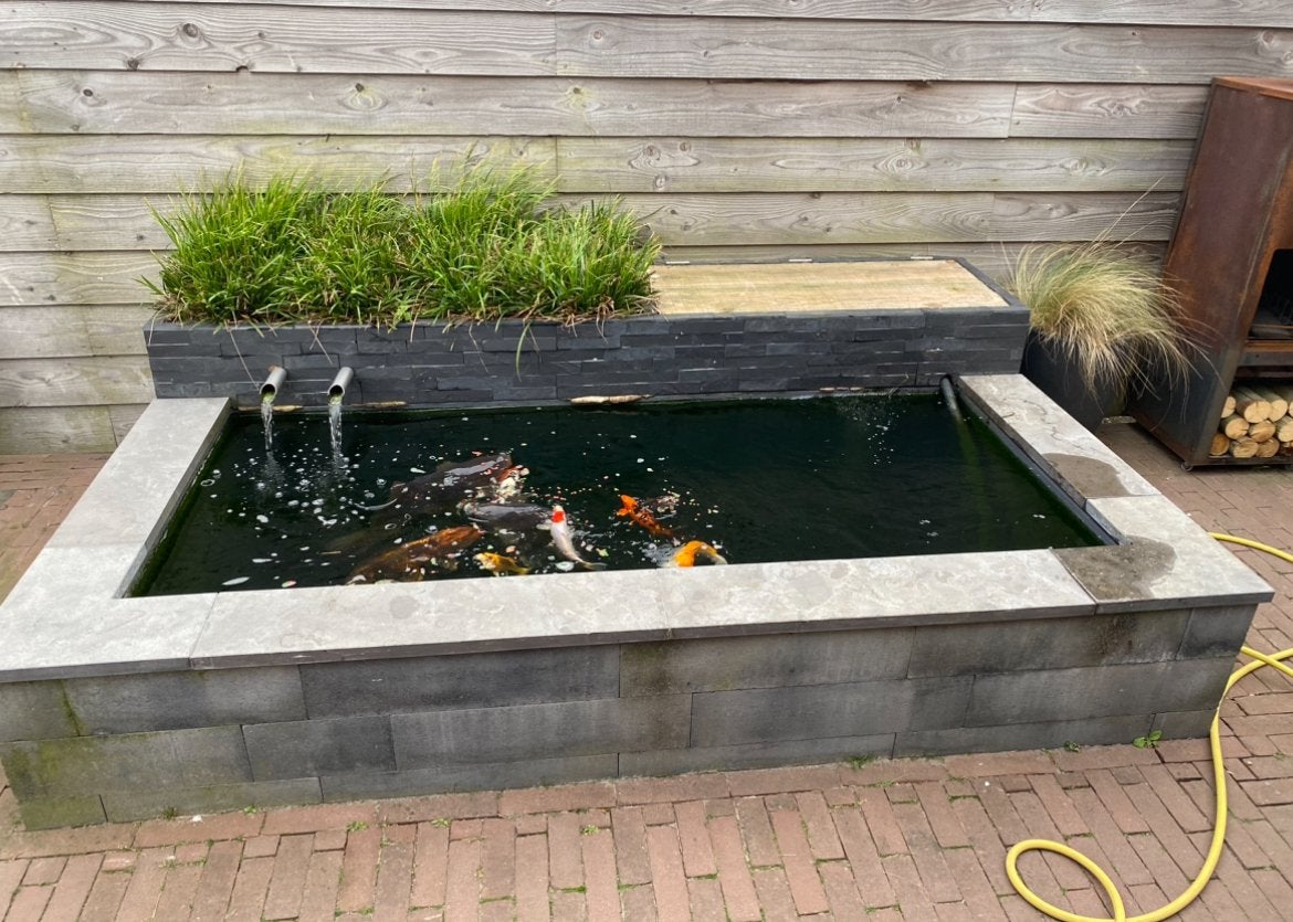 Koi karpers vissen vijver filter koi’s, Karper of Koi