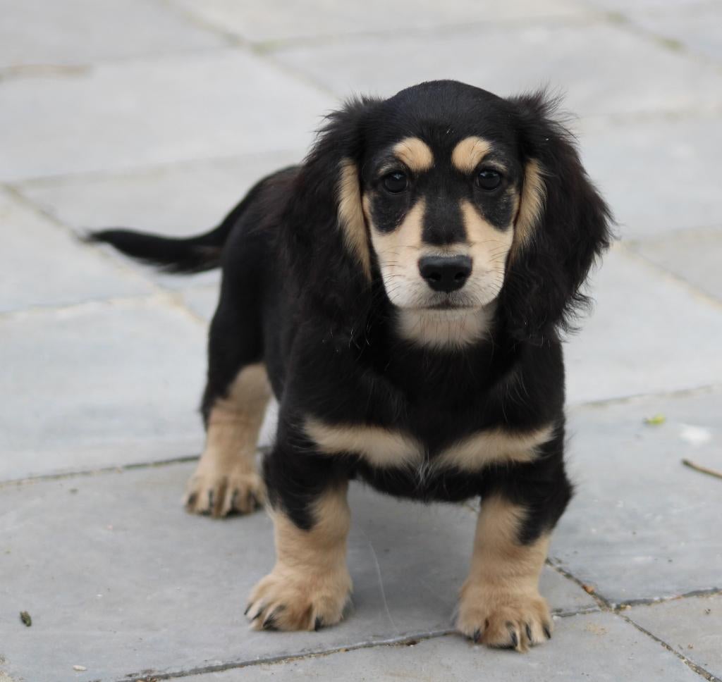 Teckel pup Black & Cream, Dieren en Toebehoren, Honden | Teckels en Dashonden, Parvo, België, Reu, 8 tot 15 weken