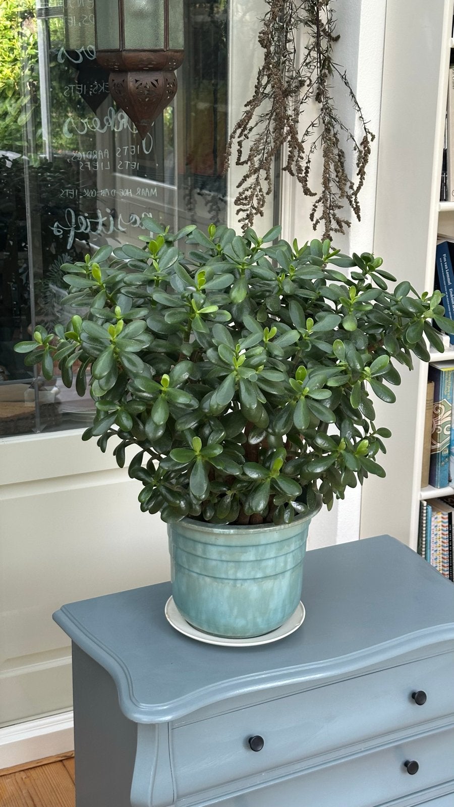 Grote, mooie Jadeplant (Crassula Ovata), Huis en Inrichting, Ophalen, Vetplant, Halfschaduw, In pot