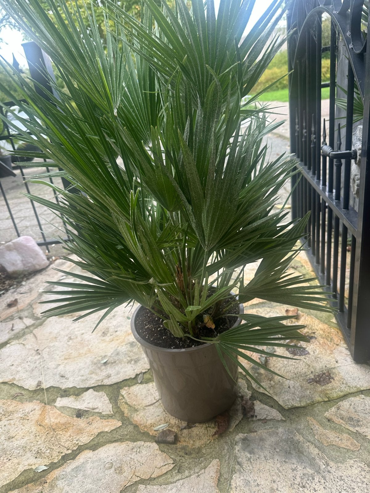 VULCANO ( italie) Winterharde Palmboom 90-95 cm incl. pot, Volle zon, Vaste plant, Bloeit niet, Ophalen