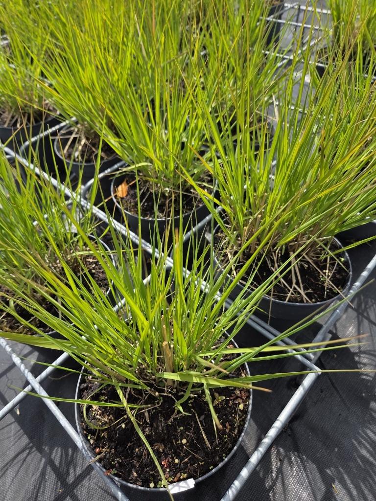 Molinia ‘Heidebraut’ – Pijpenstrootje – 2 liter pot – € 3,-, Ophalen, Vaste plant, Siergrassen, Halfschaduw
