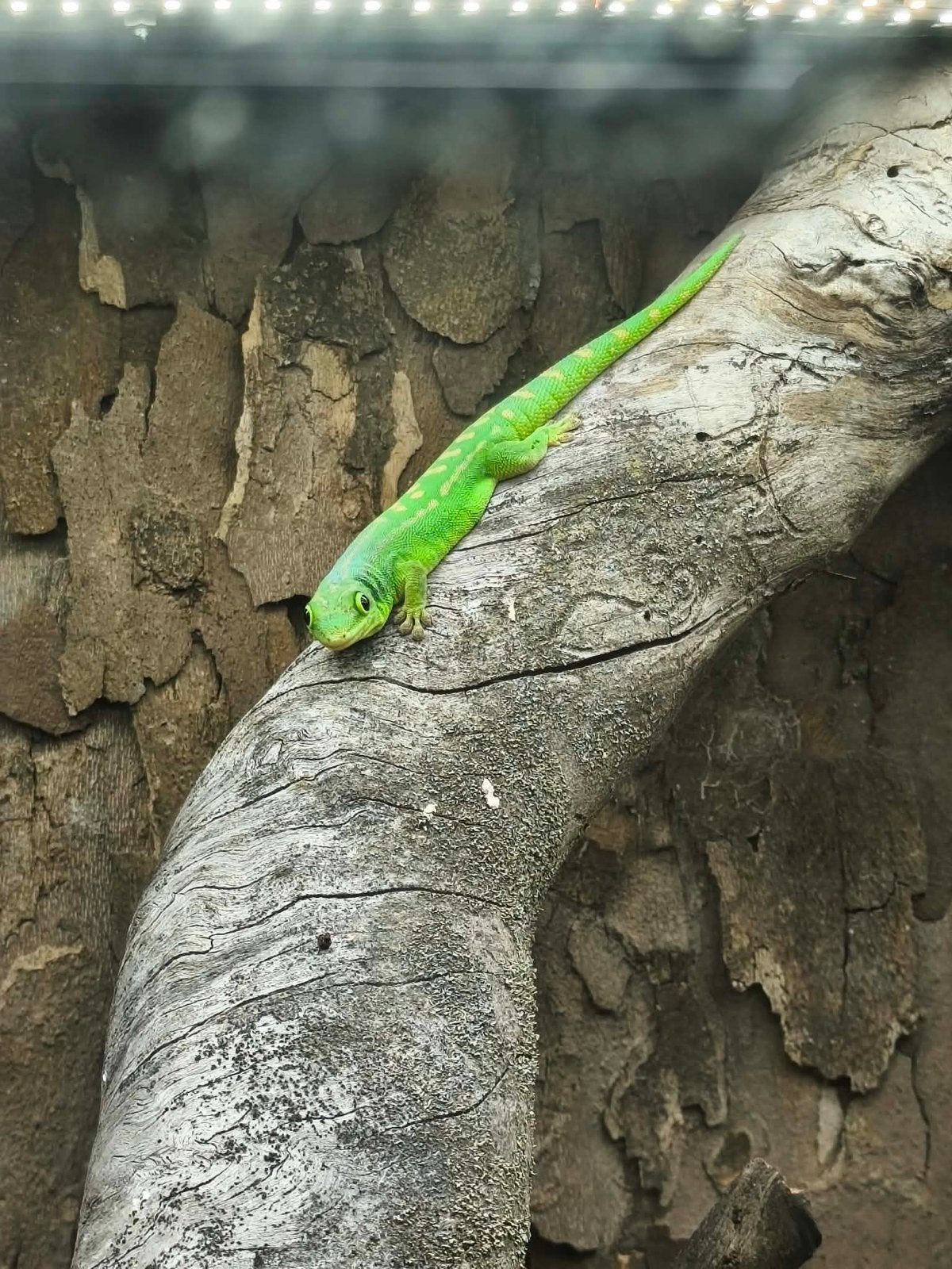 Phelsuma guimbeaui 1.0 man bewezen, Dieren en Toebehoren, Hagedis, 0 tot 2 jaar