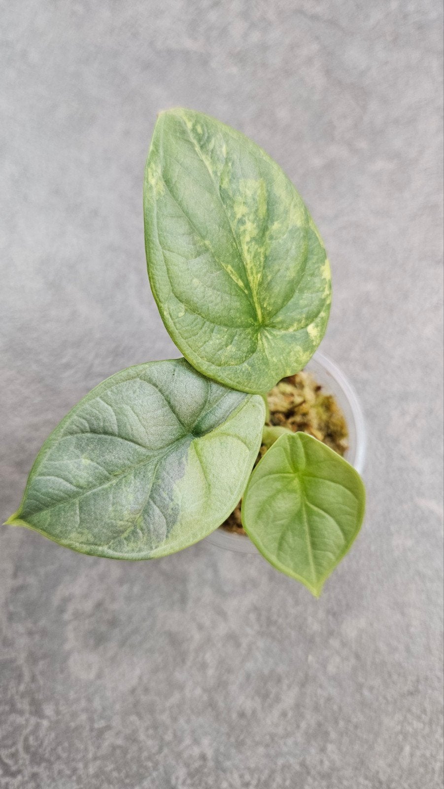 Alocasia 'Silver Dragon' Aurea/GoG Variegata, Ophalen of Verzenden, Halfschaduw, Minder dan 100 cm