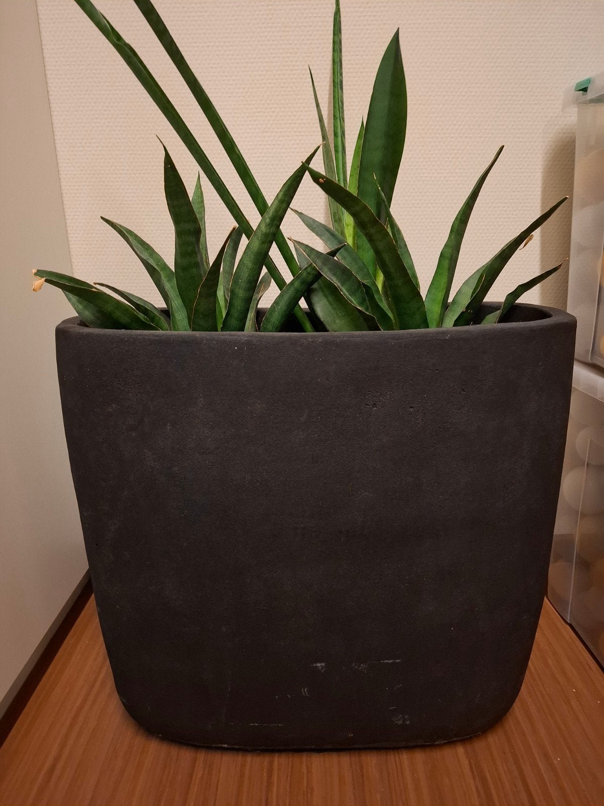 Sansevieria in pot - Groene kamerplant, Ophalen, 100 tot 150 cm, Overige soorten, Halfschaduw