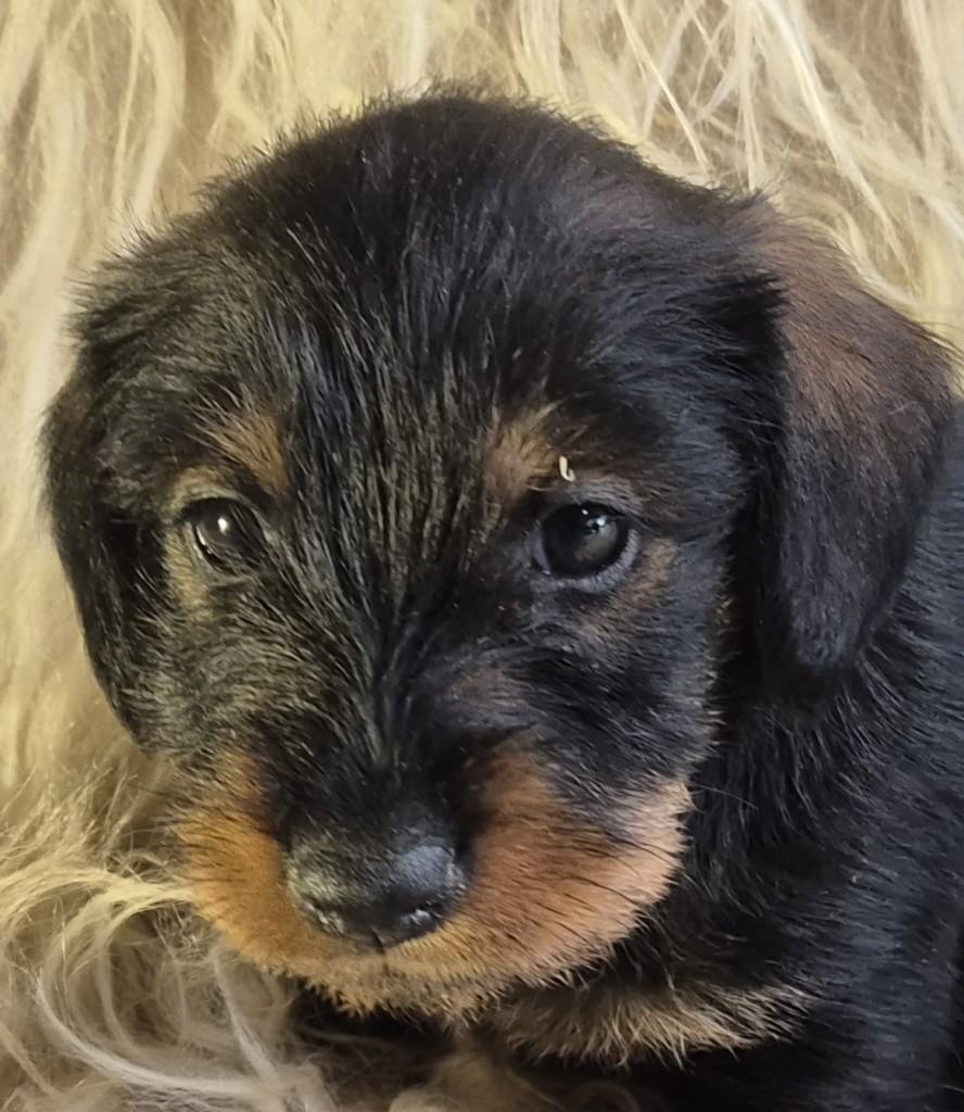 Unieke Dwergteckel  Black & Tan Jack Russell pups, 8 tot 15 weken, Dwerg, Parvo, Meerdere