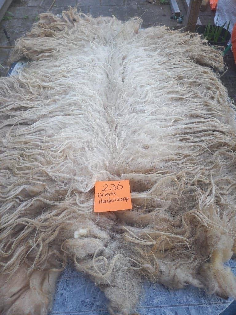 nr 236 Geschoren vacht Drents Heideschaap - Ruwe wol, Ophalen of Verzenden, Gebruikt