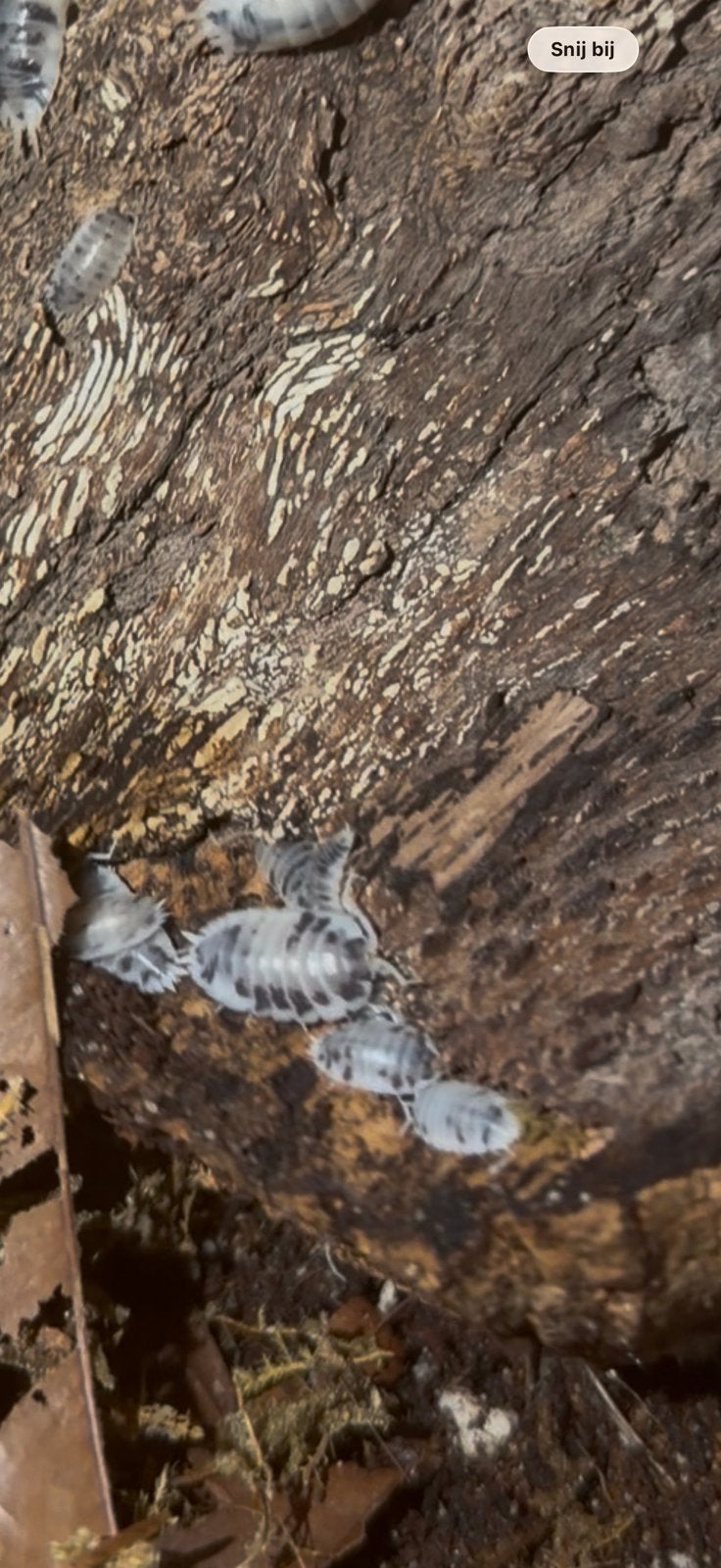 Porcellio laevis "Dairy Cow pissebedden, Dieren en Toebehoren, Overige soorten