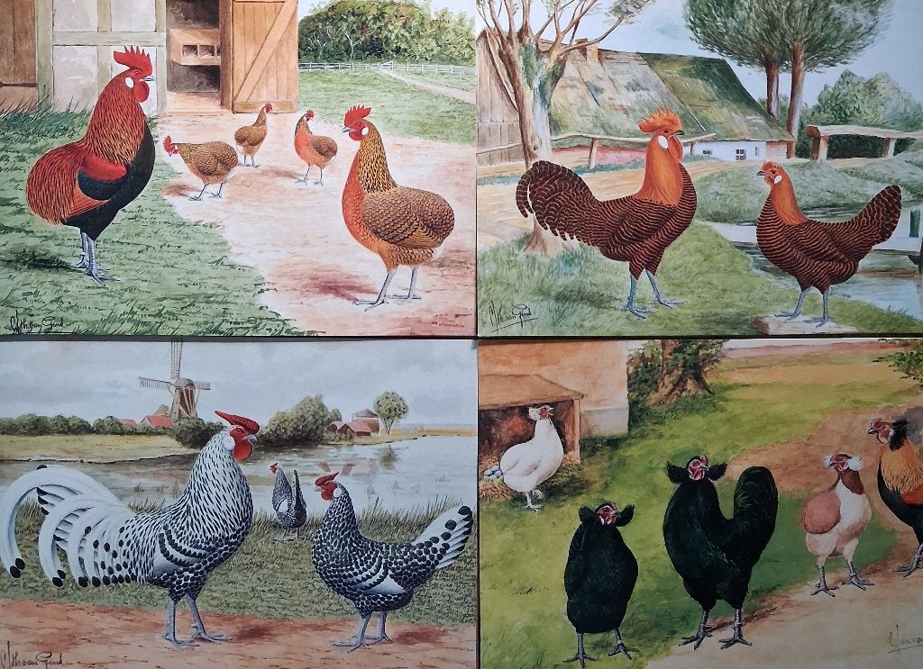 Diverse Van Gink hoogglanskaarten Aurucana,Bolstaart Campine, Verzamelen, Ophalen of Verzenden, Voor 1920, Hond of Kat