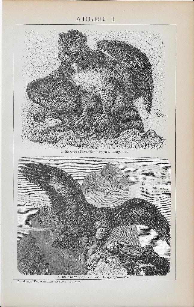 Antieke prenten gemaakt in 1892, Gebruikt, Ophalen of Verzenden, Voor 1940, Dier
