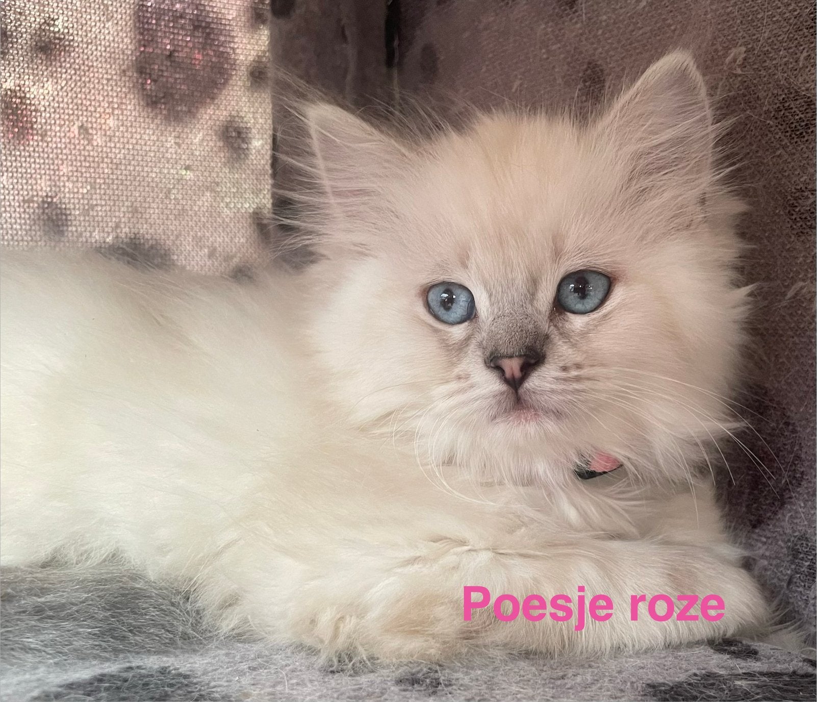 Lieve ragdoll/ pers kittens, Meerdere dieren, Ontwormd, 0 tot 2 jaar