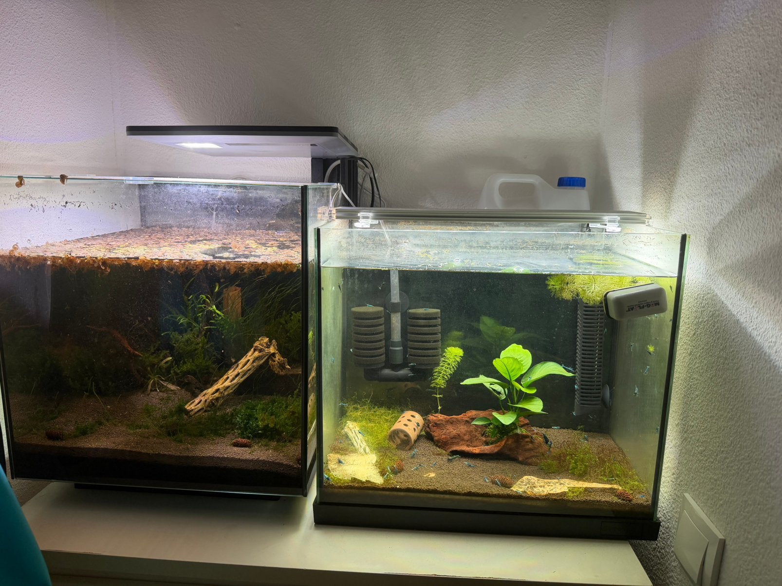 Twee aqauariums caradina garnalen, Ophalen, Zo goed als nieuw, Leeg aquarium