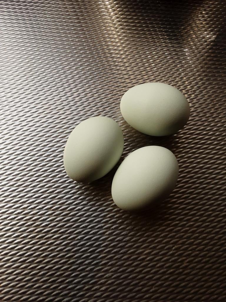 Broedeieren araucana kippen, Dieren en Toebehoren, Geslacht onbekend, Kip