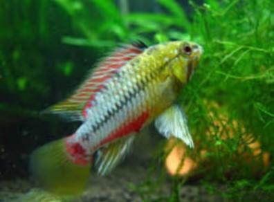 Apistogramma Hongsloi per paar - Koidream Valburg, Vis, Zoetwatervis