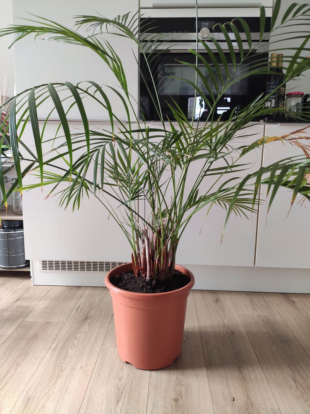 Grote Areca Palm - Ideaal voor binnen, Vaste plant, Bloeit niet, Halfschaduw, Ophalen