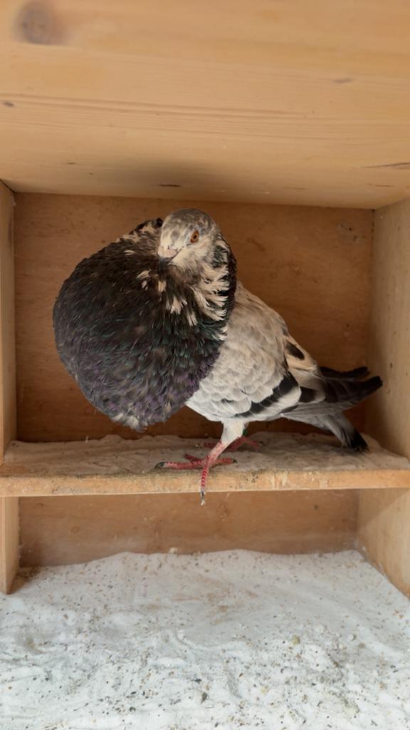 Gaditano duif, Dieren en Toebehoren, Vrouwelijk, Kropper
