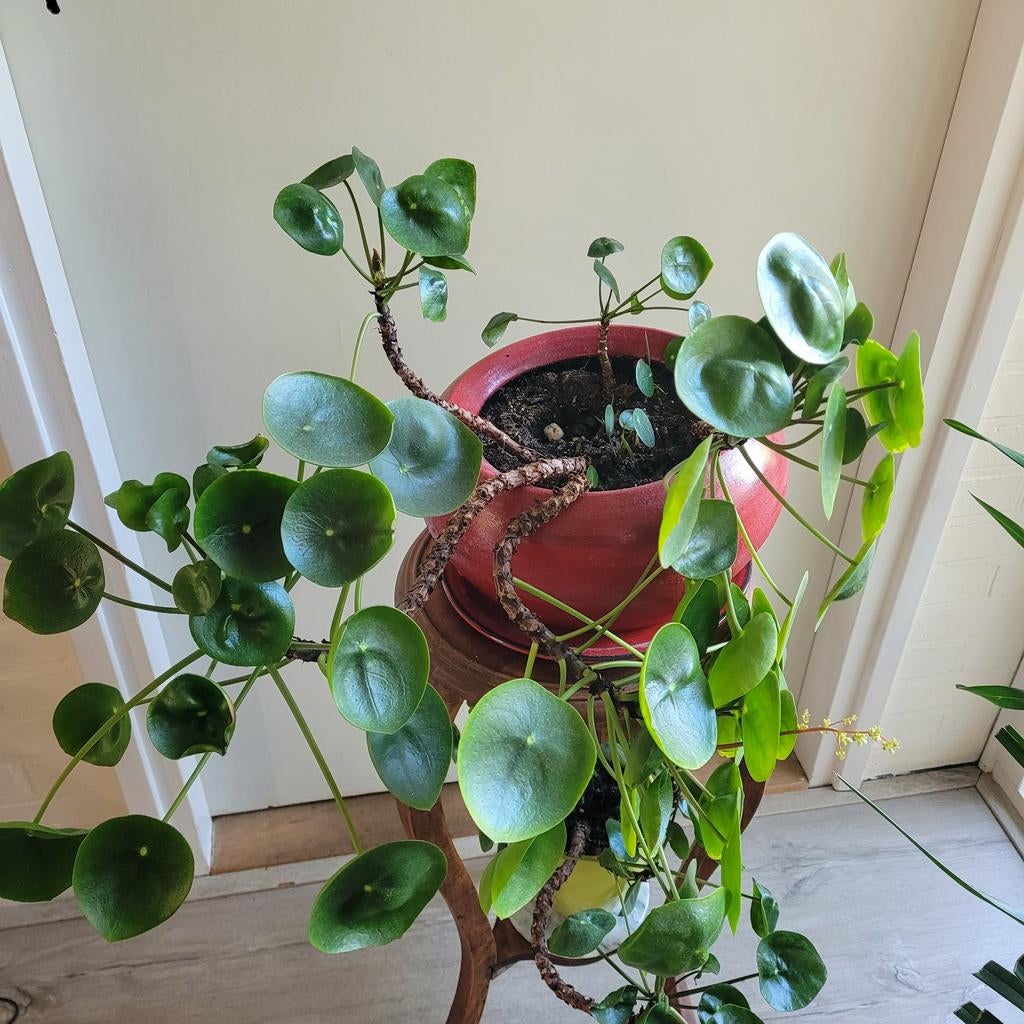 Pannenkoekenplant (Pilea Peperomioides) in pot, Huis en Inrichting, Kamerplanten, Ophalen, Overige soorten, Halfschaduw, In pot