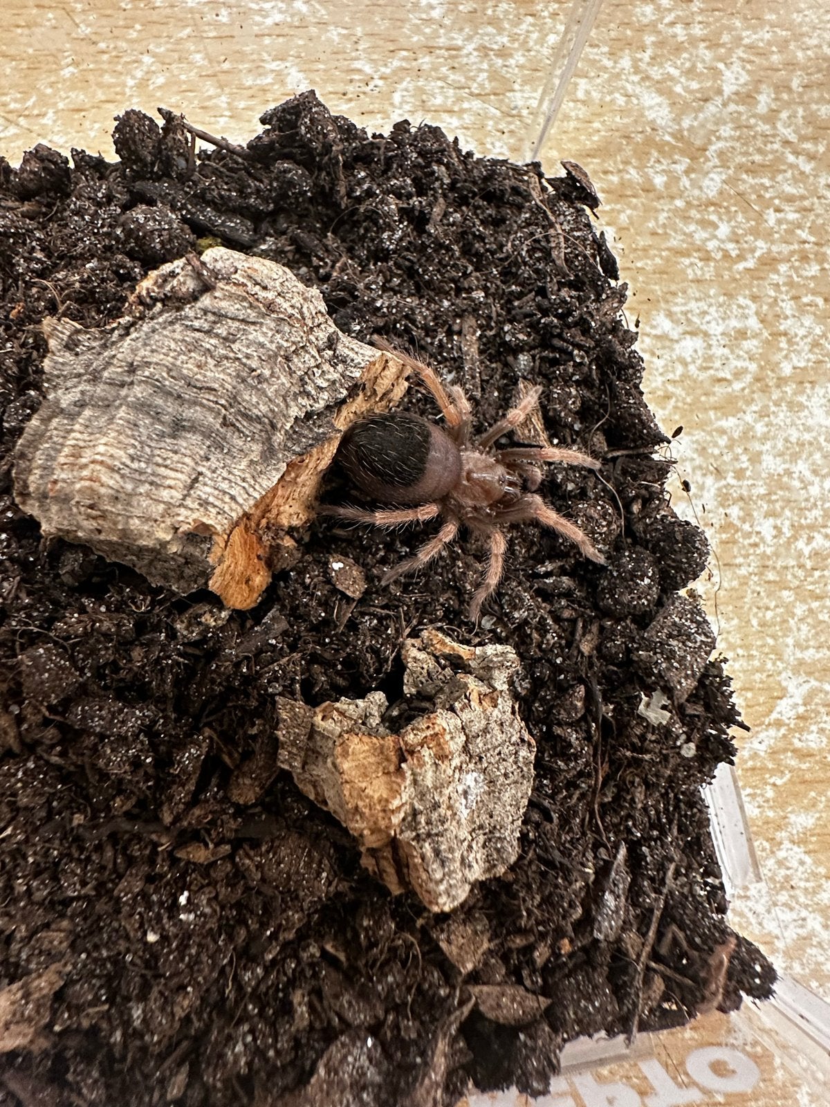Brachypelma boehmei - Mexicaanse roodpootvogelspin (3 CM), Dieren en Toebehoren, Spin of Schorpioen