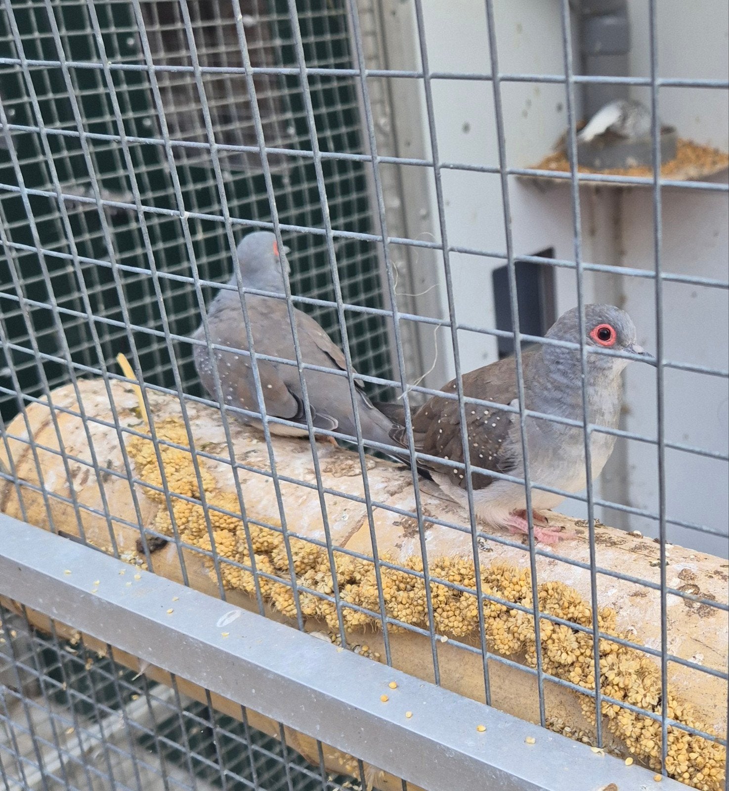 Diamantduiven koppels, Dieren en Toebehoren, Vogels | Duiven