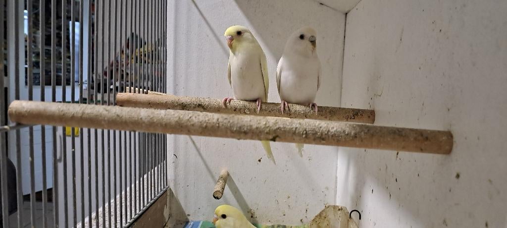 jonge Grasparkietjes voor tam te maken, Meerdere dieren, Parkiet, Tam