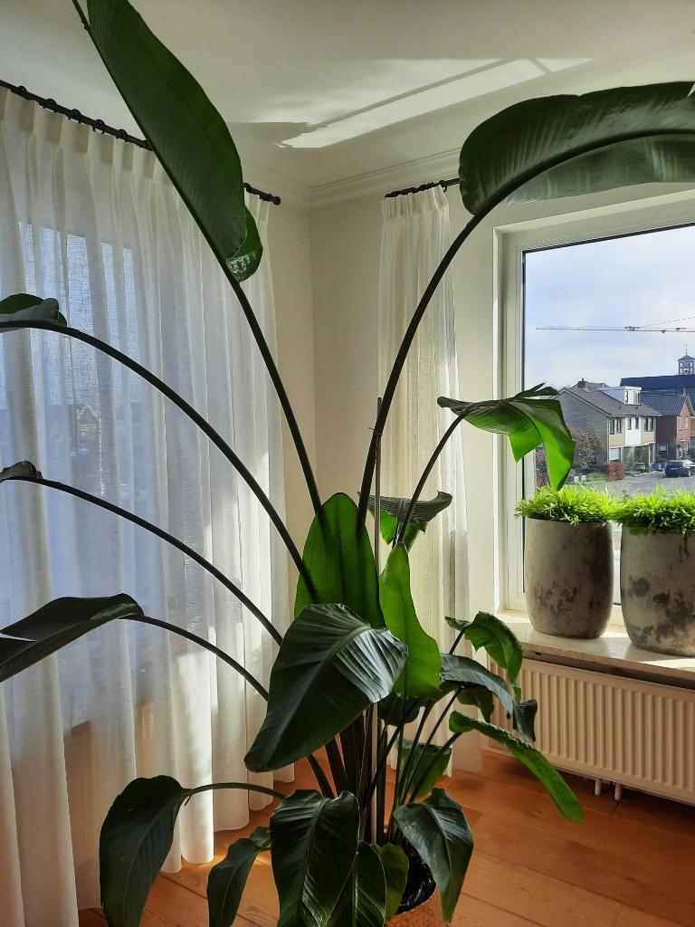 kamerplant strelitzia Nicolai, Ophalen of Verzenden, Halfschaduw, 200 cm of meer